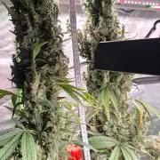 2 Monster Babys