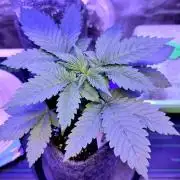 Permanent Marker - Traphouse Genetics