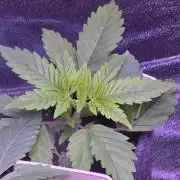 RS11 - Traphouse Genetics