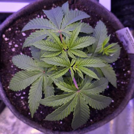 Dancing Sprite-Wunderbohnen-SeedsOfAnarc