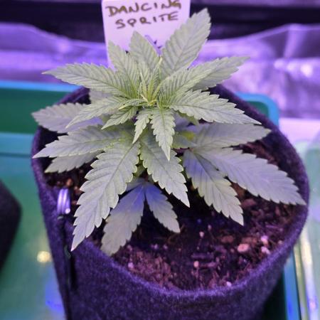 Dancing Sprite-Wunderbohnen-SeedsOfAnarc