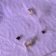 Frosted Grapes XXL