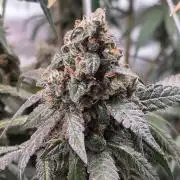 Brain Dead X Zazul