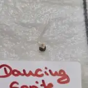 Dancing Sprite-Wunderbohnen-SeedsOfAnarc