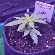 Dancing Sprite-Wunderbohnen-SeedsOfAnarc