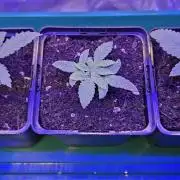 Amnesia Haze (B) Ganja Farmer