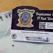 Tropicanna Poison F1 FF
