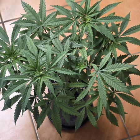 Brain Dead X Zazul