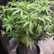 Brain Dead X Zazul