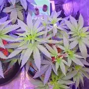 Dancing Sprite-Wunderbohnen-SeedsOfAnarc