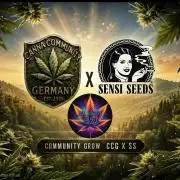 Sensi Seeds X CCG