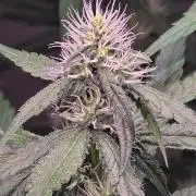 Brain Dead X Zazul