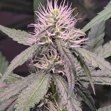 Brain Dead X Zazul