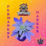 Permanent Marker - Traphouse Genetics