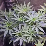 Tropicanna Poison F1 Fast Flowering