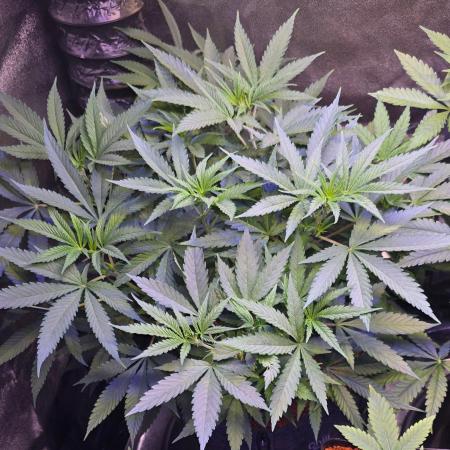 Tropicanna Poison F1 Fast Flowering