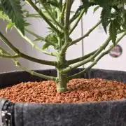 Amnesia Haze (B) Ganja Farmer