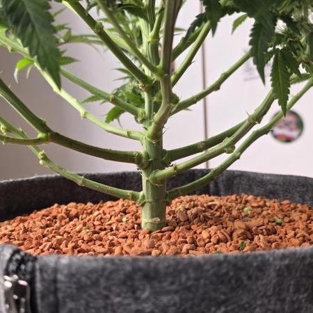 Amnesia Haze (B) Ganja Farmer