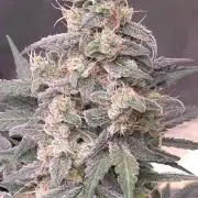 SweetSeeds X CCG