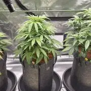 Amnesia Haze (B) Ganja Farmer