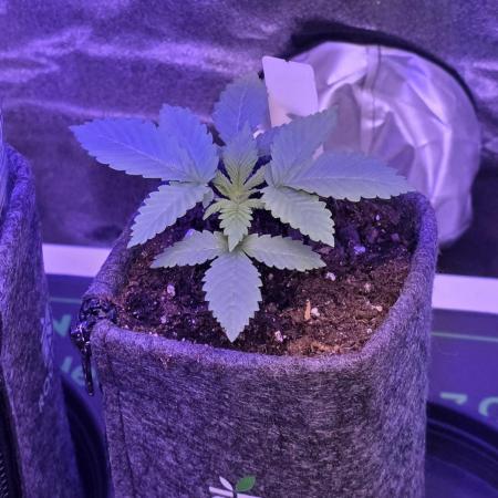 Permanent Marker - Traphouse Genetics