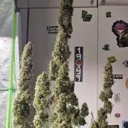 Hawaiian Snow Auto