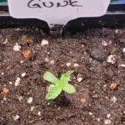 Gush Mints X Spritzer Seeds of Anarchy