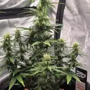 Mexican Airlines Auto