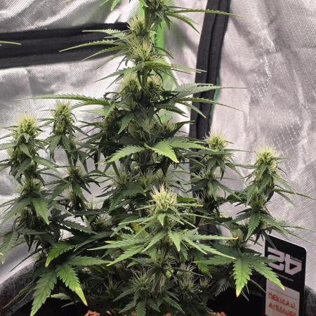 Mexican Airlines Auto