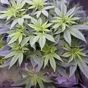 RS11 - Traphouse Genetics
