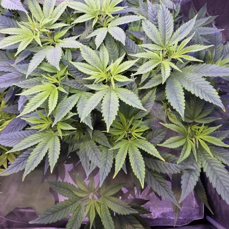 RS11 - Traphouse Genetics