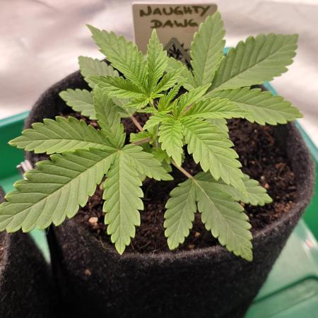 Naughty Dawg-Wunderbohnen-SeedsOfAnarchy