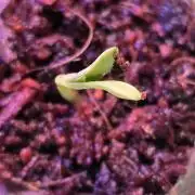 RS11 - Traphouse Genetics