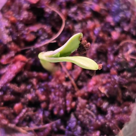 RS11 - Traphouse Genetics