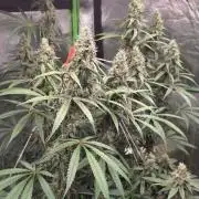 Brain Dead X Zazul