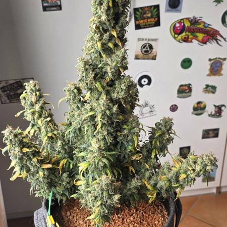 Mexican Airlines Auto