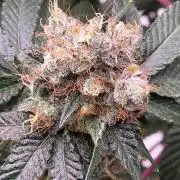 Booberry Coockies RBX