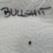 2090 Bullshit X Spritzer SoA
