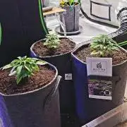 Amnesia Haze (B) Ganja Farmer