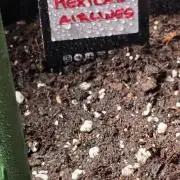 Mexican Airlines Auto