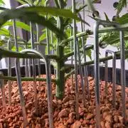 Amnesia Haze (B) Ganja Farmer