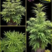 Amnesia Haze (B) Ganja Farmer