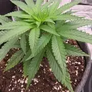 Amnesia Haze (B) Ganja Farmer
