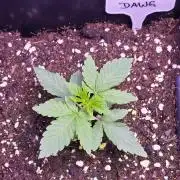 Naughty but NICE