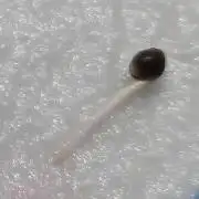 Amnesia Haze (B) Ganja Farmer