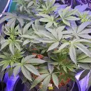 Naughty Dawg-Wunderbohnen-SeedsOfAnarchy