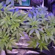 Naughty Dawg-Wunderbohnen-SeedsOfAnarchy