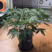 Tropicanna Poison F1 FF