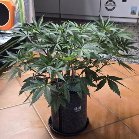 Tropicanna Poison F1 FF