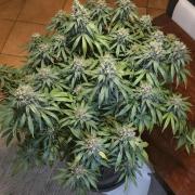 RS11 - Traphouse Genetics
